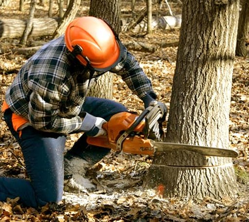 Tree Removal in Jamestown, LA